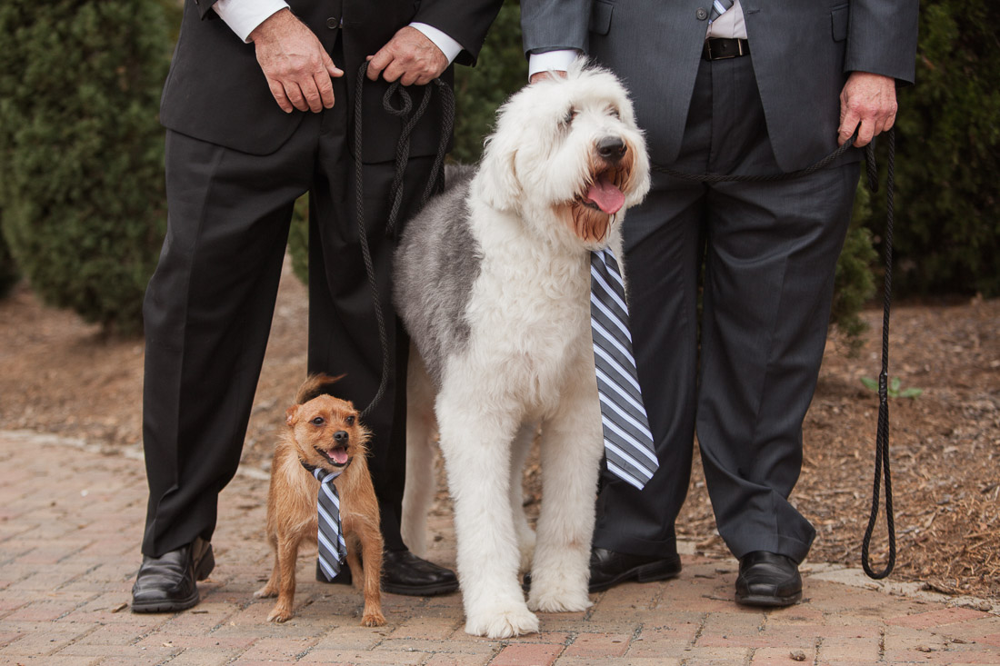 wedding dogs with ties